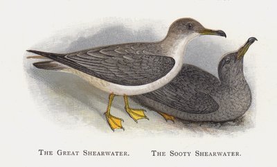 مياه Shearwater العظيمة ، مياه Shooty Shearwater بواسطة ألكسندر فرانسيس ليدون