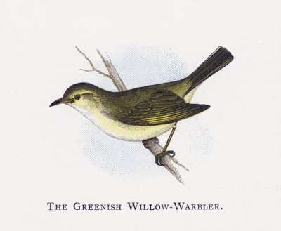 The Willish-Warbler بواسطة ألكسندر فرانسيس ليدون
