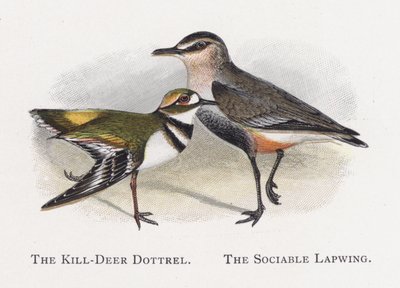 The Kill-Deer Dottrel ، لابوينج الاجتماعي بواسطة ألكسندر فرانسيس ليدون