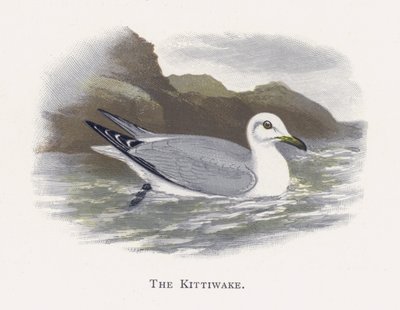 Kittiwake بواسطة ألكسندر فرانسيس ليدون