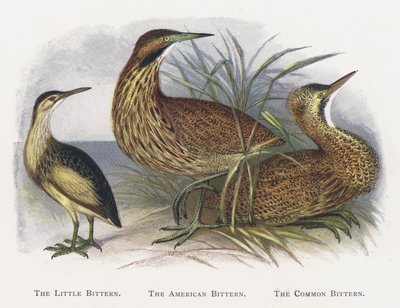 The Little Bittern ، The American Bittern ، The Common Bittern بواسطة ألكسندر فرانسيس ليدون