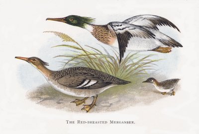 Merganser ذات الصدر الأحمر بواسطة ألكسندر فرانسيس ليدون