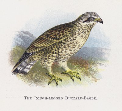 The Buzzard-Eagle ذو الأرجل الخشنة بواسطة ألكسندر فرانسيس ليدون