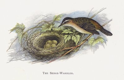 The Sedge-Warbler بواسطة ألكسندر فرانسيس ليدون