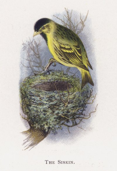 Siskin بواسطة ألكسندر فرانسيس ليدون
