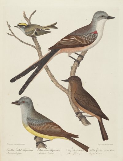 صائد الذباب ذو الذيل المبتلع ، صائد الذباب في أركنساس ، صائد الذباب ساي ، والأنثى ... Wren. بواسطة الكسندر لوسون