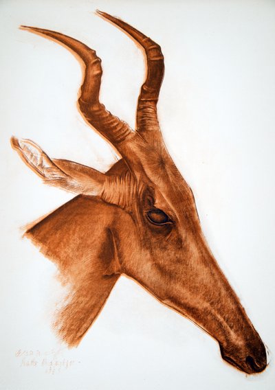 Antelope Jackson (Am Dafok) ، من رسومات ولوحات أفريقية ، تم إعدامه خلال بعثة Citroen Centre Africa ، البعثة الثانية Haardt Audouin-Dubreuil ، حانة. باريس ، 1927 بواسطة ألكسندر ياكوفليف