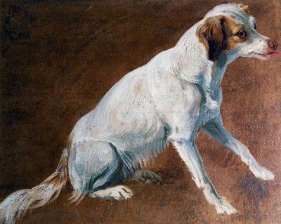 French Spaniel ancestor, by Alexandre-Francois Desportes (1661-1743), France بواسطة الكسندر فرانسوا ديسبورتس