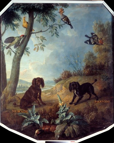 جوزة الطيب وهيرمين ، كلاب لويس الرابع عشر (1638-1715). لوحة فرانسوا ديسبورتس (1661-1743) بواسطة الكسندر فرانسوا ديسبورتس