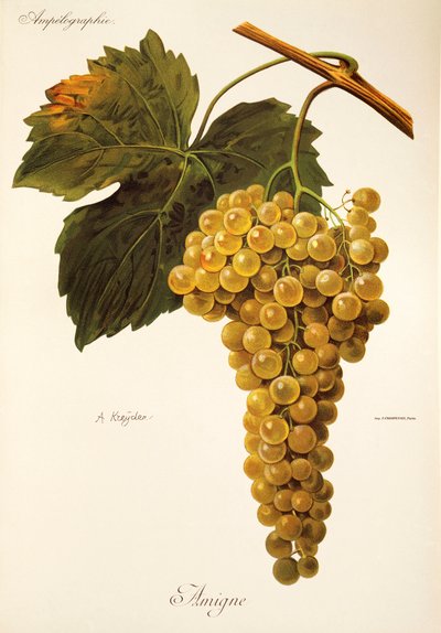 Amigne Grape بواسطة A. Kreyder بواسطة الكسيس كريدر