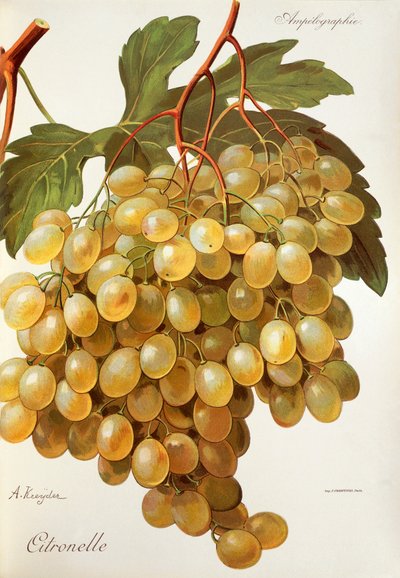 عنب السترونيل بواسطة A. Kreyder بواسطة الكسيس كريدر
