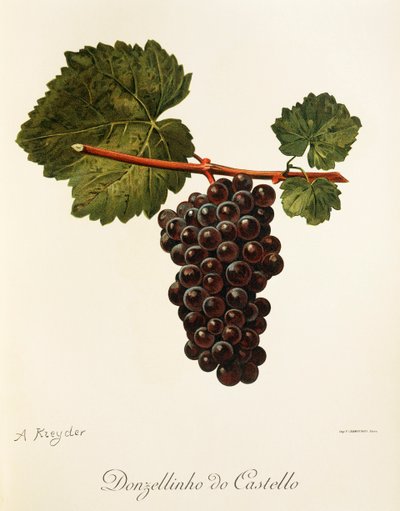 Donzellinho do Castello عنب بواسطة A. Kreyder بواسطة الكسيس كريدر