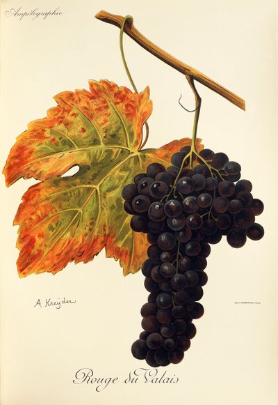 عنب Rouge du Valais لـ A. Kreyder بواسطة الكسيس كريدر