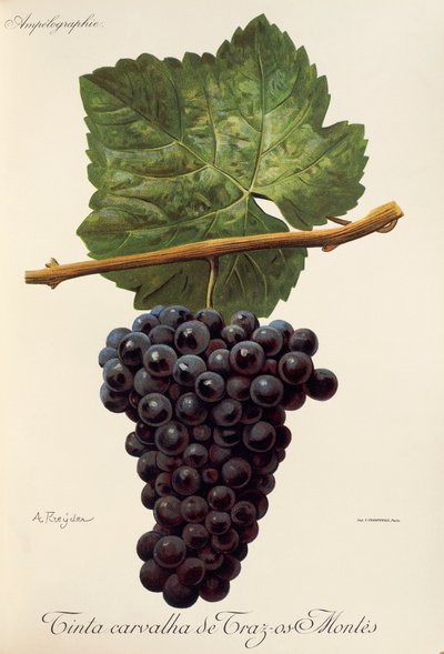 عنب Tinta Carvalha de Traz-os-Montes بواسطة A. Kreyder بواسطة الكسيس كريدر