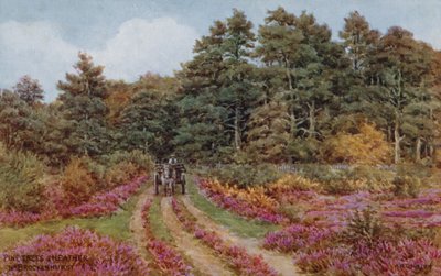 أشجار الصنوبر والخلنج قرب Brockenhurst بواسطة ألفريد روبرت كوينتون