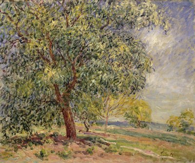 شجرة الجوز في Sablons في الربيع ؛ Noyers aux Sablons ، Primptemps ، 1885 بواسطة الفريد سيسلي