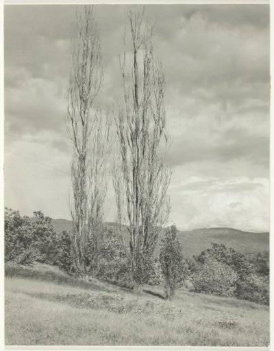 بوبلارز - بحيرة جورج ، 1935. بواسطة ألفريد ستيجليتز