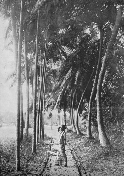 فجر عبر النخيل ، c1890 ، 1910 بواسطة لوحة ألفريد ويليام أماندوس