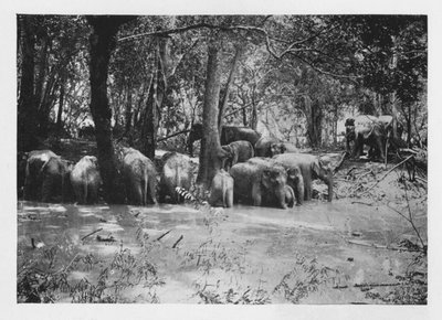 الفيل Kraaling في سيلان في حفرة مائية داخل Stockade ، c1890 ، 1910 بواسطة لوحة ألفريد ويليام أماندوس