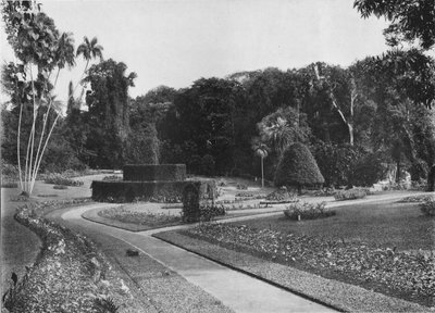 The Fernery ، حدائق بيرادنيا ، سيلان ، c1890 1910 بواسطة لوحة ألفريد ويليام أماندوس