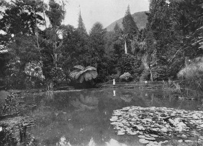 لوتس بوند ، حدائق هاكلا ، نوارا إليا ، c1890 ، 1910 بواسطة لوحة ألفريد ويليام أماندوس
