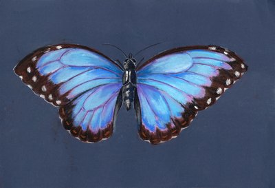 Blue Morpho Butterfly، 2019 (باستيل) بواسطة أليسون كوبر