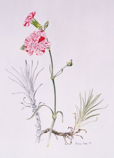 مجموعة متنوعة من Dianthus ، 1997 (مرحاض على ورق) بواسطة أليسون كوبر