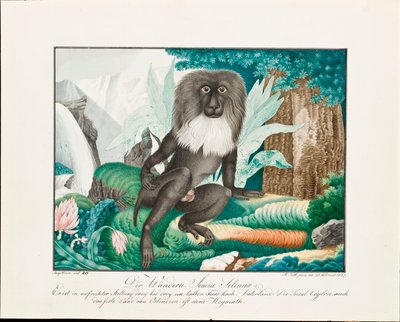 مكاك 1837 بواسطة الويس زوتل