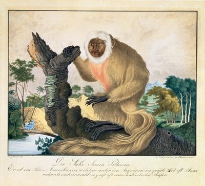 قرد ساكي ، 1835 بواسطة الويس زوتل