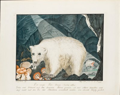 الدب الأبيض 1844 بواسطة الويس زوتل
