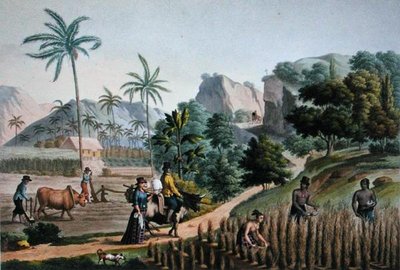 جزيرة غوام: الأعمال الزراعية ، من "Voyage Autour du Monde sur les Corvettes de L'Uranie 1817-20" محفور بواسطة بوميل ، نُشر عام 1825 (نقش) بواسطة ألفونس (بعد) بيليون