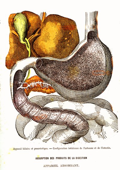 الجهاز الصفراوي والبنكرياس - الحياة الطبيعية والصحة بواسطة J. Rengade-Drawing بواسطة A. Demarle 1881 بواسطة ألفونس ديمارلي