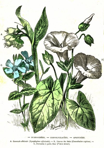 Borraginees، Convolvulacees، Apocynees: الخلق الطبيعي والكائنات الحية. رسم أ. ديمارل. 1885 بواسطة ألفونس ديمارلي