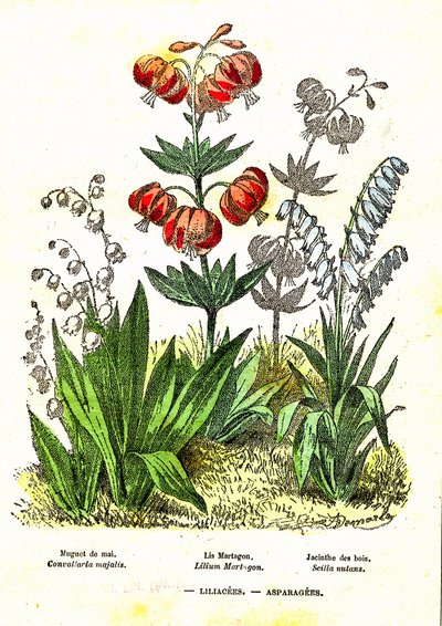 الزنابق، الهليون: الخلق الطبيعي والكائنات الحية. رسم أ. ديمارل. 1885 بواسطة ألفونس ديمارلي