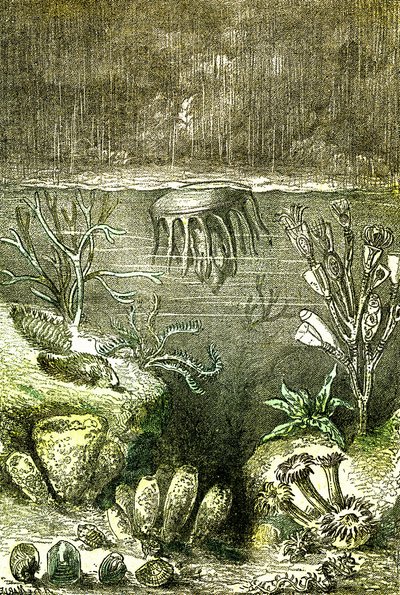 ما قبل التاريخ-Terre et Mers: بداية العصر السيلوري (J. Rengade. رسم بواسطة Demarle. 1885) بواسطة ألفونس ديمارلي