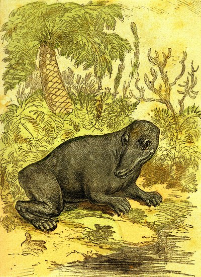 المتاهة (البرمائيات): برمائية عصر الفحم. الخلق الطبيعي والكائنات الحية. رسم أ. ديمارل 1885 بواسطة ألفونس ديمارلي