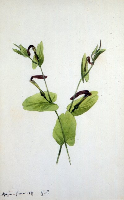 Aristolochia جنس نبات كبير من عائلة Aristolochiaceae (ألوان مائية) بواسطة أمانتين دوبين