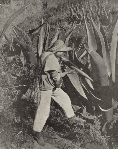 جامع Pulque المكسيكي (صورة بالأبيض والأسود) بواسطة المصور الأمريكي (بعد)