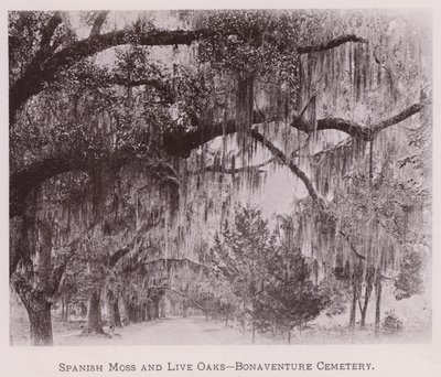 الطحلب الأسباني و Live Oaks ، مقبرة Bonaventure (صورة b / w) بواسطة المصور الأمريكي (بعد)