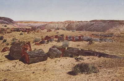 الغابة المتحجرة، أريزونا (صورة ملونة) بواسطة مصور أمريكي