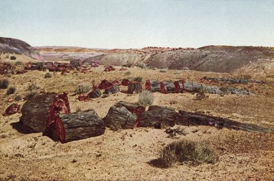 غابة متحجرة ، أريزونا (صورة ملونة) بواسطة مصور أمريكي