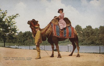 ركوب الجمل، حديقة الحيوان في نيويورك (صورة) بواسطة مصور أمريكي