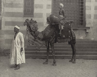 توم توم المصري بواسطة مصور أمريكي