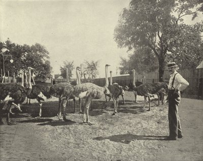النعام بواسطة مصور أمريكي