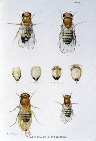 Abeilles - in “” Contributions to the genetics of drosophila melanogaster””, Thomas H. Morgan بواسطة المدرسة الأمريكية