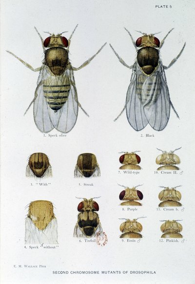 Abeilles - في "" مساهمات في علم الوراثة من drosophila melanogaster "، توماس هـ.مورغان بواسطة المدرسة الأمريكية