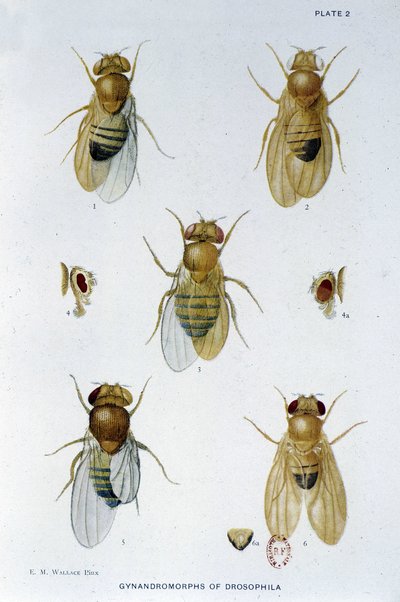 Abeilles - في "" مساهمات في علم الوراثة من drosophila melanogaster "، توماس هـ.مورغان بواسطة المدرسة الأمريكية