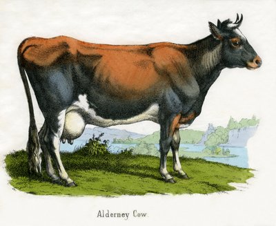 Alderney Cow ، من التاريخ الطبيعي للحيوانات بواسطة المدرسة الأمريكية