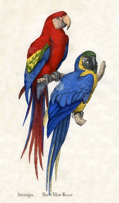 Aracangua و Blue and Yellow Macaw ، من التاريخ الطبيعي للحيوانات بواسطة المدرسة الأمريكية