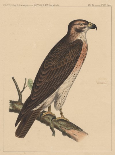الطيور ، اللوحة الثانية عشرة ، 1855 بواسطة المدرسة الأمريكية